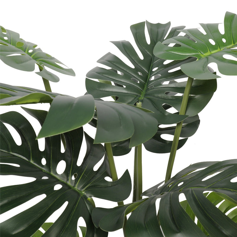 Split Philodendron (Split Leaf) 120cm